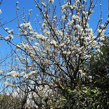 In Con Giardino Vicino Al Mare